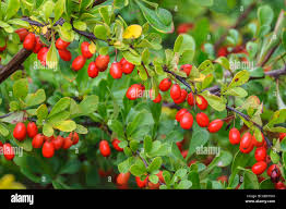 Attēlu rezultāti vaicājumam “Berberis thunbergii fruit”