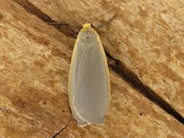 Attēlu rezultāti vaicājumam “Eilema griseola larva”