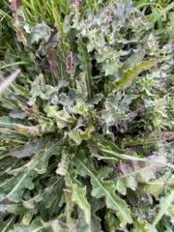 Attēlu rezultāti vaicājumam “Leontodon hispidus”