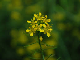 Attēlu rezultāti vaicājumam “Rorippa sylvestris”