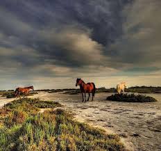 Image result for parque natural de camargue