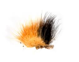 Attēlu rezultāti vaicājumam “Parasemia plantaginis male”