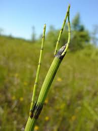 Attēlu rezultāti vaicājumam “Equisetum fluviatile”