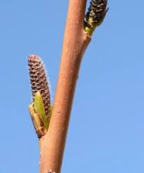 Attēlu rezultāti vaicājumam “Salix daphnoides subsp. acutifolia bud”