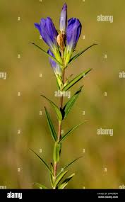 Attēlu rezultāti vaicājumam “Gentiana pneumonanthe”