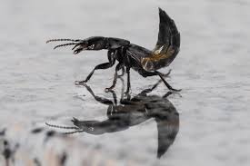 Billedresultat for rovbille