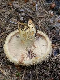 Attēlu rezultāti vaicājumam “Lactarius repraesentaneus”