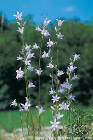 Image result for Campanula rapunculus