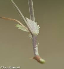 Attēlu rezultāti vaicājumam “Viola rupestris bud”