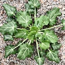 Attēlu rezultāti vaicājumam “Eryngium planum leaf”