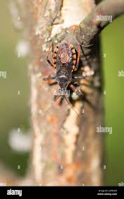 Attēlu rezultāti vaicājumam “Rhynocoris annulatus”