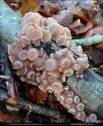 Attēlu rezultāti vaicājumam “Neobulgaria pura”