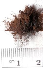 Attēlu rezultāti vaicājumam “Stemonitis fusca spores”