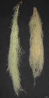 Attēlu rezultāti vaicājumam “Ramalina thrausta”