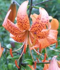 Attēlu rezultāti vaicājumam “Lilium lancifolium”