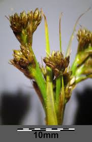 Attēlu rezultāti vaicājumam “Cladium mariscus flower”