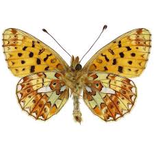 Attēlu rezultāti vaicājumam “Clossiana euphrosyne”