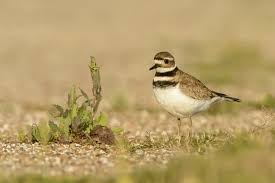 Image result for Charadrius vociferus