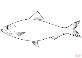 Image result for Alosa pseudoharengus