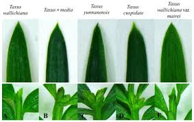 Attēlu rezultāti vaicājumam “Taxus wallichiana”
