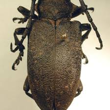 Attēlu rezultāti vaicājumam “Lamia textor”