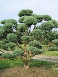 Attēlu rezultāti vaicājumam “Pinus sylvestris var. turfosa”