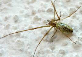 Attēlu rezultāti vaicājumam “Tetragnatha extensa”