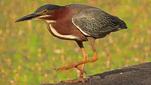 Image result for Butorides virescens