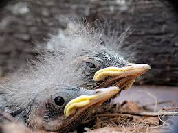 Attēlu rezultāti vaicājumam “Motacilla alba nest”