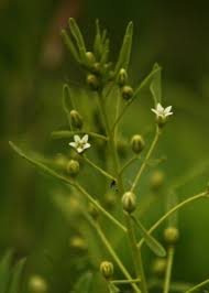 Attēlu rezultāti vaicājumam “Thesium ebracteatum leaf”