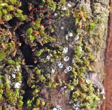 Attēlu rezultāti vaicājumam “Lycogala cf. oleocrystalliferum”