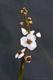 Attēlu rezultāti vaicājumam “Sagittaria sagittifolia flower”