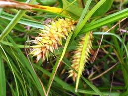 Attēlu rezultāti vaicājumam “Carex vesicaria”