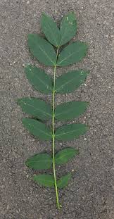 Attēlu rezultāti vaicājumam “Fraxinus excelsior Pendula”