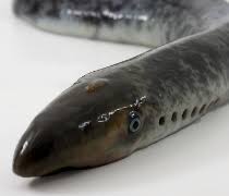 Image result for Petromyzon marinus