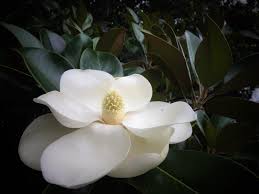 Attēlu rezultāti vaicājumam “Magnolia”