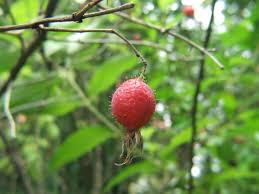 Attēlu rezultāti vaicājumam “Rosa villosa fruit”