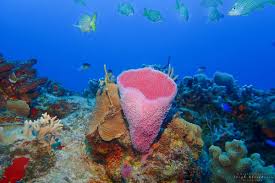 Resultado de imagen para cozumel dive