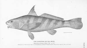 Image result for Menticirrhus saxatilis