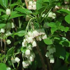 Attēlu rezultāti vaicājumam “Enkianthus chinensis”