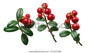 Attēlu rezultāti vaicājumam “Vaccinium vitis-idaea fruit”