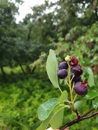 Attēlu rezultāti vaicājumam “Amelanchier spicata fruit”