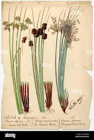 Attēlu rezultāti vaicājumam “Juncus conglomeratus”