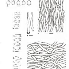 Attēlu rezultāti vaicājumam “Physisporinus sanguinolentus”