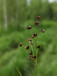 Attēlu rezultāti vaicājumam “Juncus alpinoarticulatus”