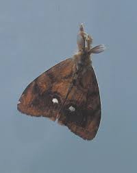 Attēlu rezultāti vaicājumam “Orgyia antiqua”