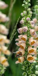 Image result for Digitalis ferruginea