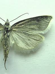 Attēlu rezultāti vaicājumam “Eana argentana”