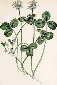 Attēlu rezultāti vaicājumam “Trifolium repens leaf”