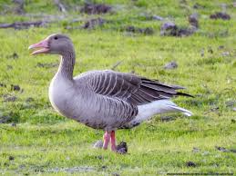 Attēlu rezultāti vaicājumam “Anser anser”